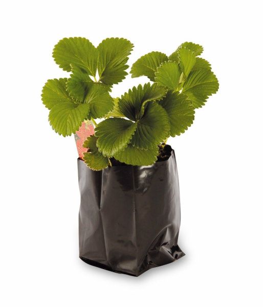 пакеты ПВД 18х31/100 "Для рассады" черные с отв